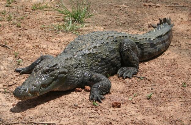 Bazoule_sacred_crocodiles_MS_6709cropped