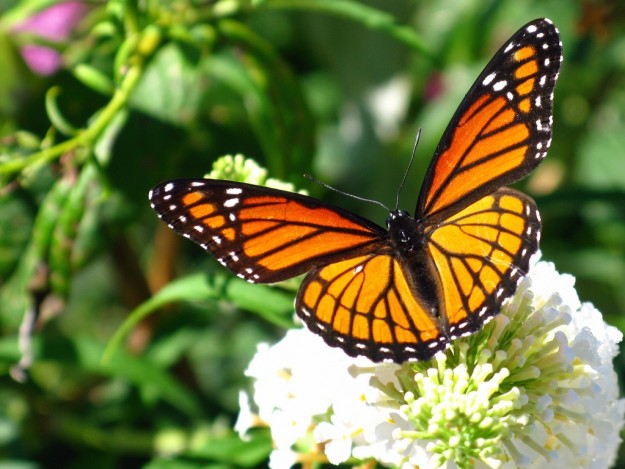 MariposaMonarca_2