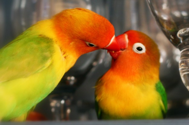 agapornis_-_salud_enfermedades_y_parasitos2