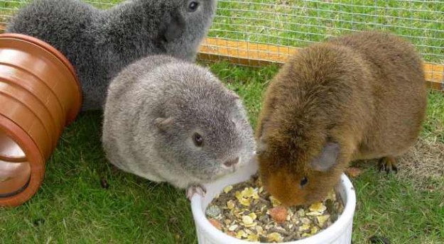 alimentacion-cobayas