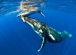 la-reproduccion-de-las-ballenas