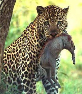 leopardo