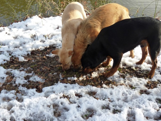 perro comiendo 2
