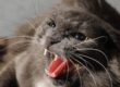 gato enfadado
