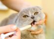 gato medicina mascota