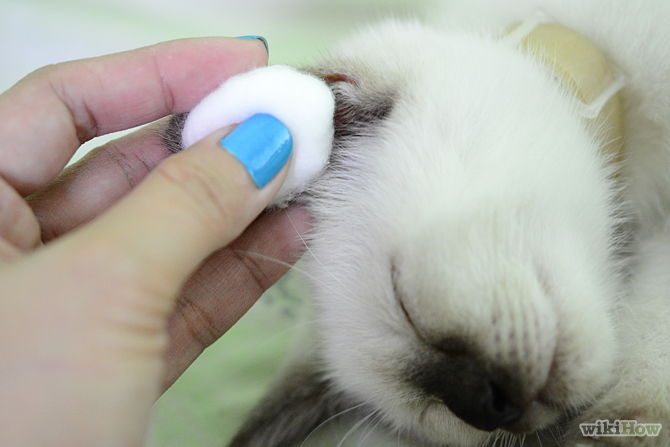 670px-Clean-Your-Cat’s-Ears-Step-3