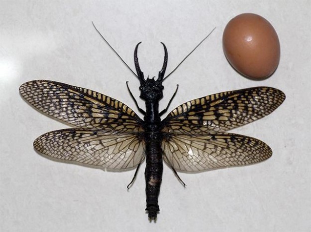 Descubren-el-insecto-acu-tico-m-s-grande-del-mundo–Fotos-