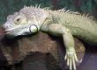 Enfermedades Iguana