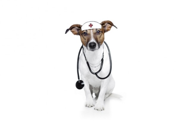 Los-perros-pueden-oler-el-cancer-2
