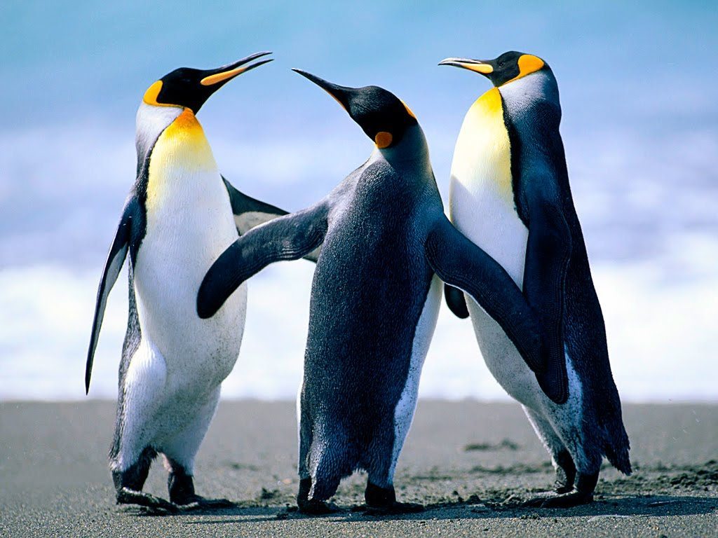 Penguins1