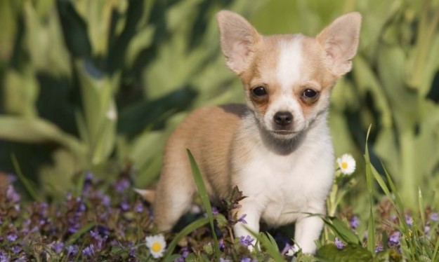 chihuahua-xl-668x400x80xX