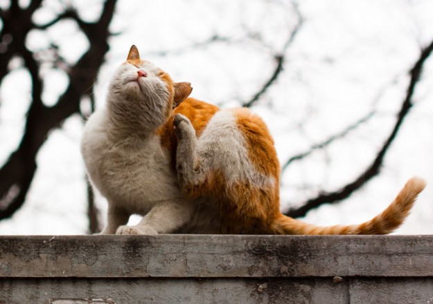 gato-rascandose-3