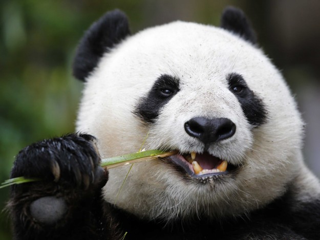 Otros Mam feros animales Wikifaunia Tu Enciclopedia De Animales