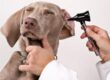 img_como_saber_si_mi_perro_tiene_otitis_22681_300