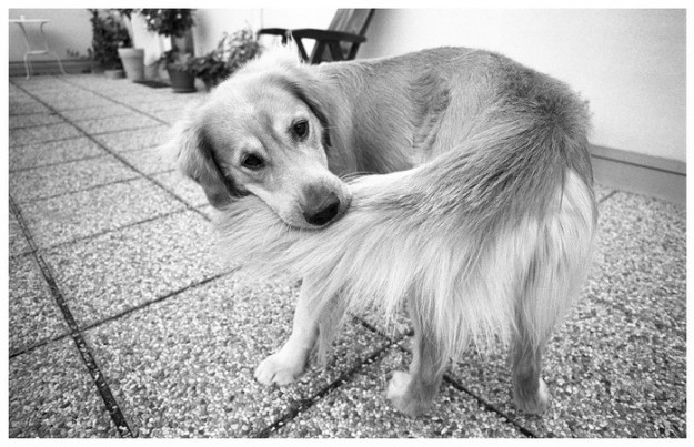 perro mordiendose la cola