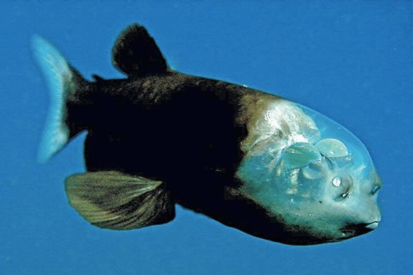 pez-cabezatransparente