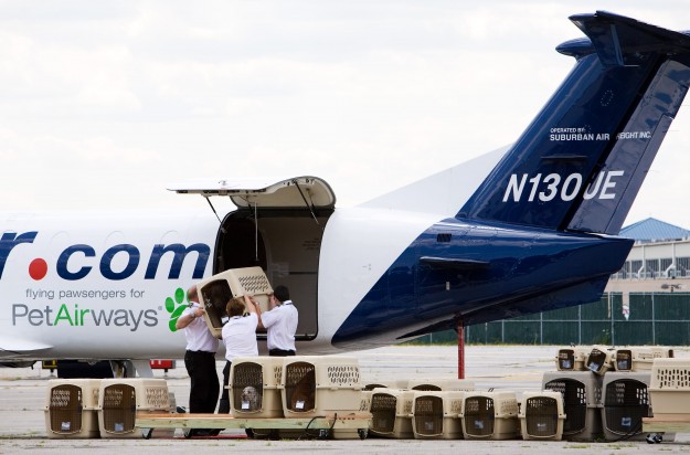 Pet_Airways_NYYM106.jpg