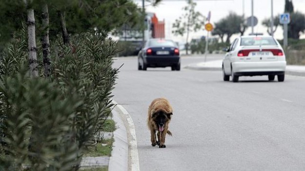 abandono-perro–644×362