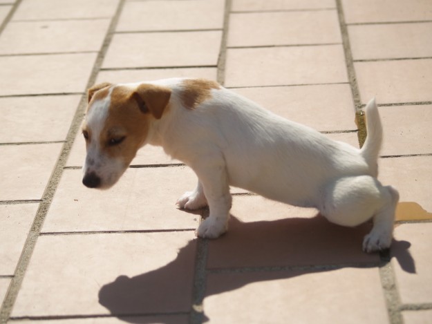 adiestramiento-de-perros31