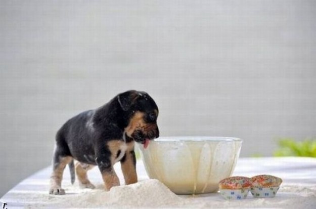 cachorro_comida perro cachorro_comida perro