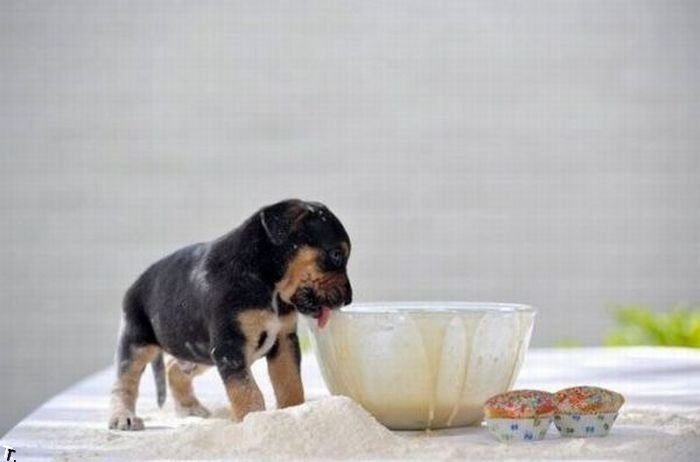 cachorro_comida perro cachorro_comida perro