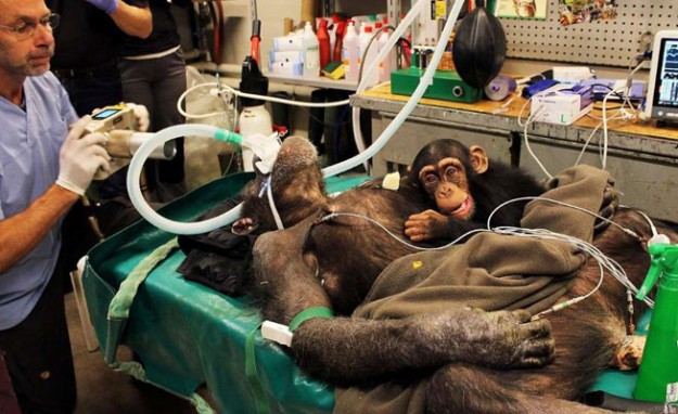 chimpance-zoologico_Aalborg-Dinamarca-operacion_a_chimpance_MDSIMA20141112_0227_1