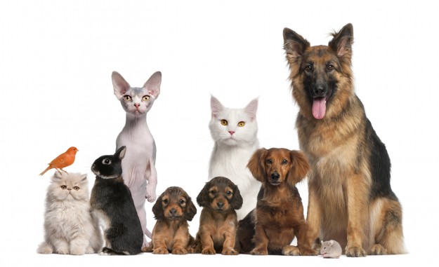 mal-olor-mascotas