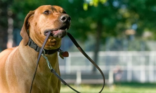 pasear-perro-xl-668x400x80xX