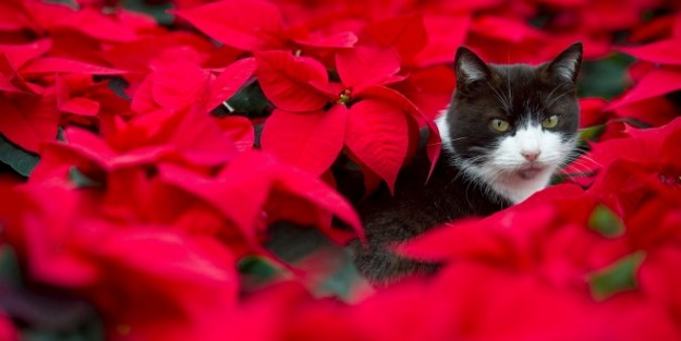 4548013_th_86d085836c8204a4ef07c18efaea8ae1