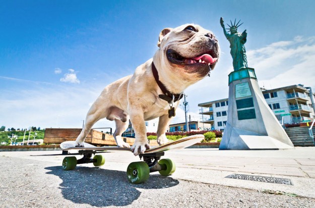 actividades-exterior-bulldog-frances-jugar-monopatin