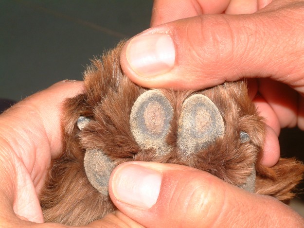 perro patas perro patas