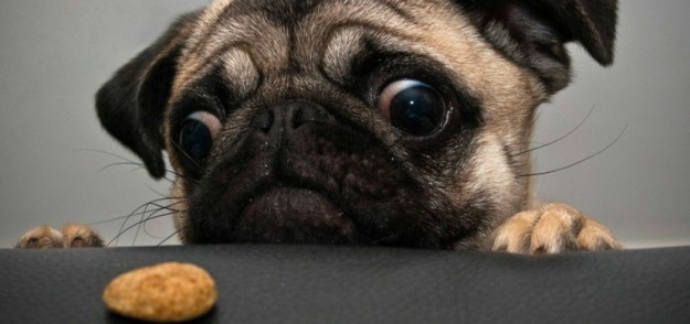 evitar-que-el-perro-robe-comida