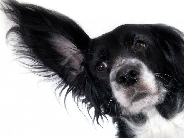 perro-escuchando