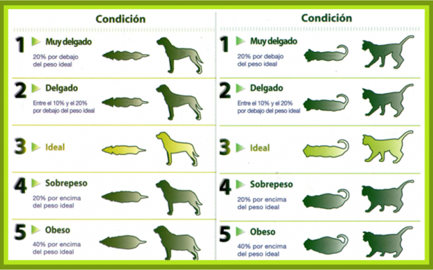 tabla-obesidad-perro-gato