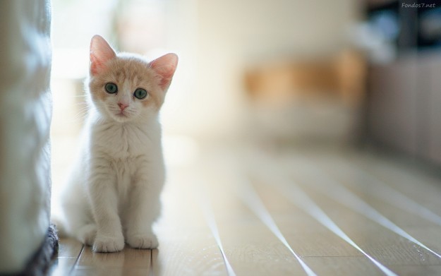 un-gato-bebe-hermoso-10370