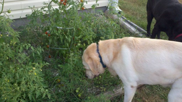 Buffy-tomato