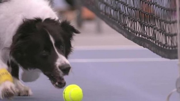 perro-recogepelotas–644×362