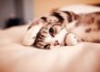 gato en la cama