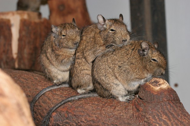 Octodon_degus_-Artis_Zoo,_Netherlands-8b