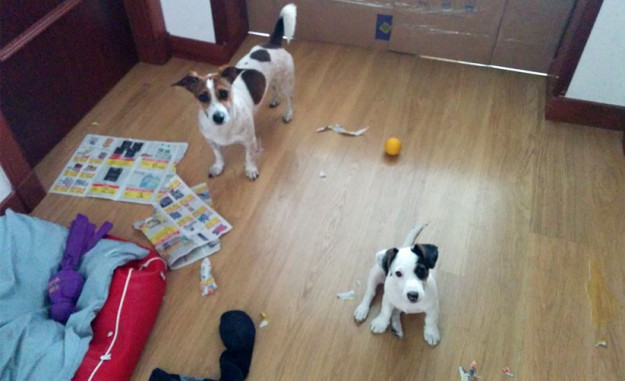 chuck-y-freya-tener-dos-perros-01