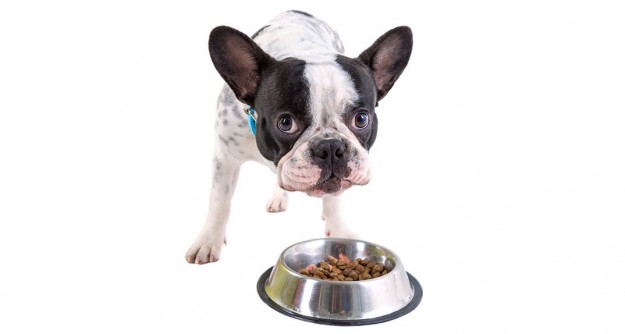 como-elegir-comedero-bulldog-frances-4