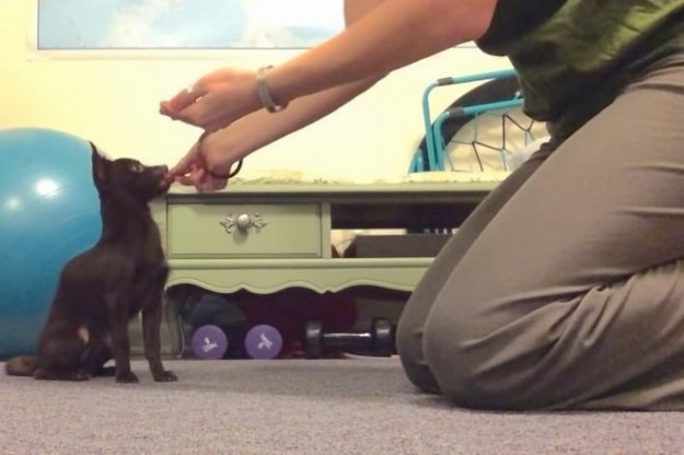 lenguaje-de-se_as-para-perros-chihuahua