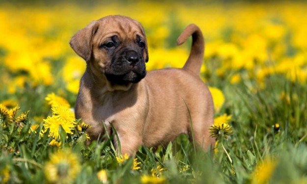 mascotas-primavera-xl-668x400x80xX