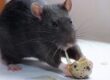 rata animal
