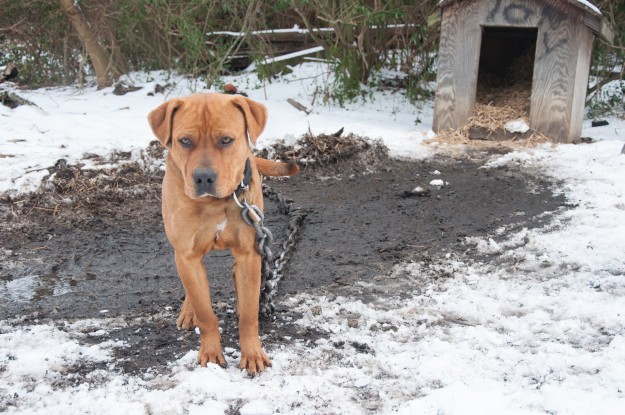 Cold chained dog in the snow during straw delivery in January 2013.