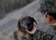 perro y militar