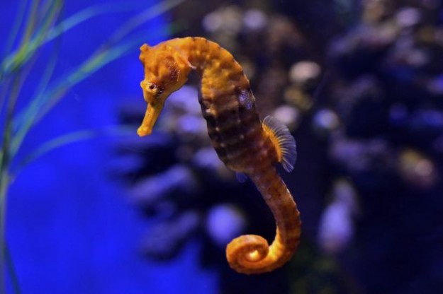 Los-caballitos-de-mar-mueren-de-amor-mito-o-realidad-3