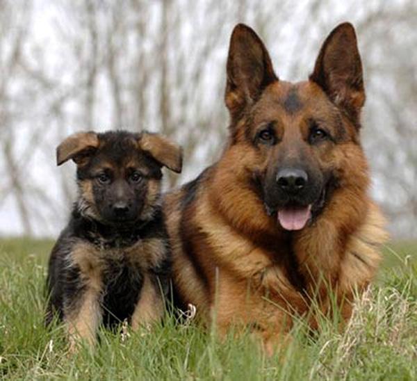 Pastor-Alemán-cachorro Pastor-Alemán-cachorro