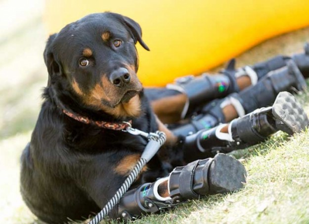 brutus-perro-amputado-4-patas-01-m7h62skl83o73ix1p2beff9c2xk6roe42zlfvv2e4c