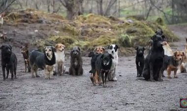 Un hombre sin trabajo cuida a 450 perros abandonados